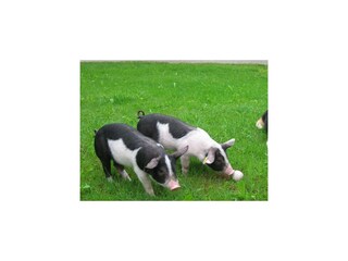 Mandlhof-Schweine