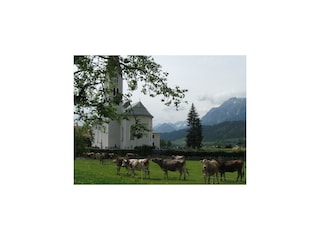 Mandlhof-Kühe