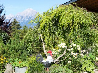Birke