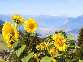 Sonnenblumen