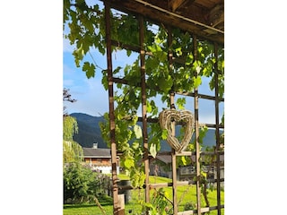 Weinrebe