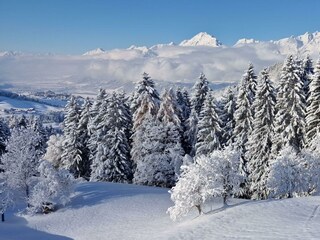 Blick auf den Wald