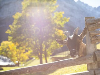 Eng Alm Goass
