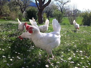 Hühner und Gänseblümchen