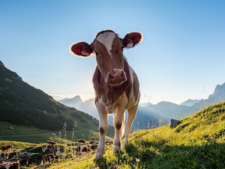 Sommerlandschaft_012