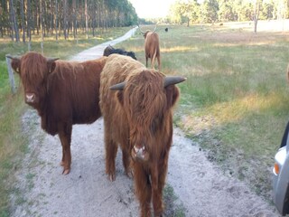 Casa per le vacanze Hattem Ambiente 25