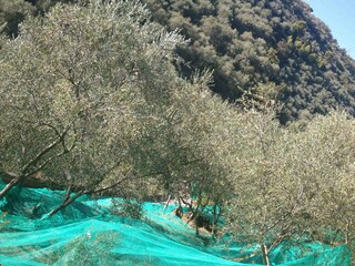 Casa per le vacanze Diano San Pietro Ambiente 28