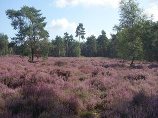 Vakantiepark Udenhout Omgeving 23