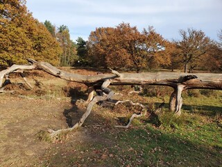 Wahner Heide