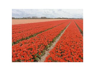 unsere Tulpenfelder