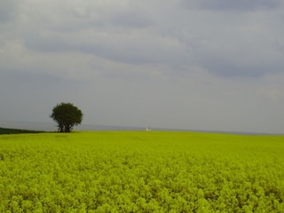 Rapsfeld in der Blüte