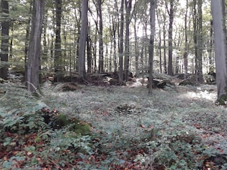 Erlebniswald (Steinrausch) in Kempenich