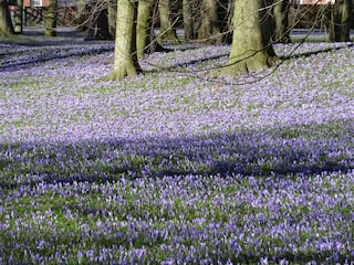 Krokusblüte im Schlosspark von Husum