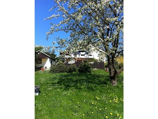 Kirschblüte