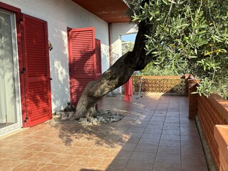 Terrasse mit Olivenbaum Schlafzimmer 1 und 2