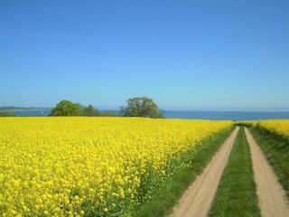 Rapsblüte im Mai