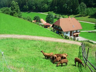 Appartement Biederbach Buitenaudio-opname 8
