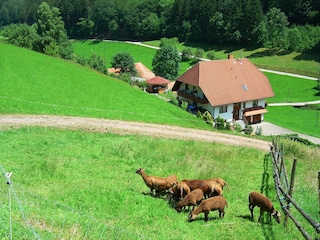 Apartment Biederbach Outdoor Recording 8