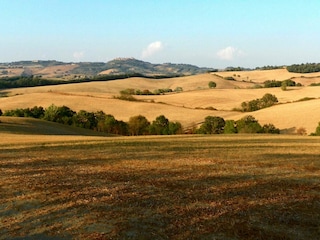field