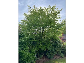 Gartenblick