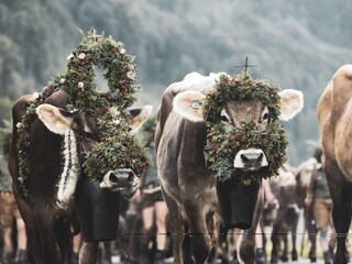 Almabtrieb