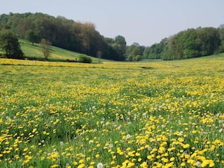 Vakantiepark Gulpen Omgeving 18