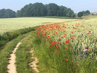 Vakantiepark Gulpen Omgeving 23