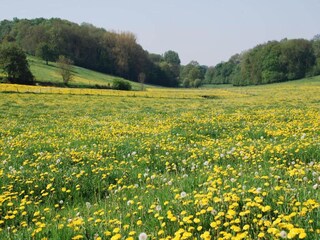 Parco vacanze Gulpen Ambiente 19