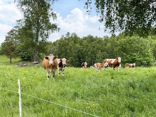 Ferienhaus Lekeryd  15
