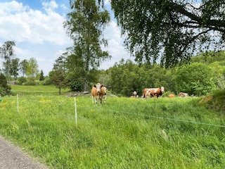 Ferienhaus Lekeryd  16