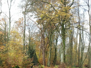 Darßwald