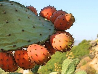 Parc de vacances Algarinejo  21