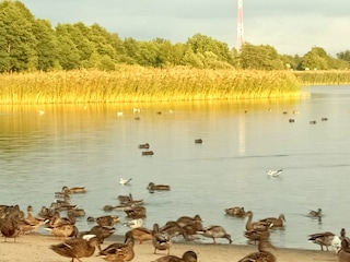 Ein Ort mitten in der Natur am See (900 m)