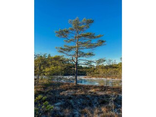 Knuthöjdsmossen (Hällefors)