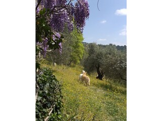 Casa per le vacanze Pontassieve Registrazione all'aperto 9