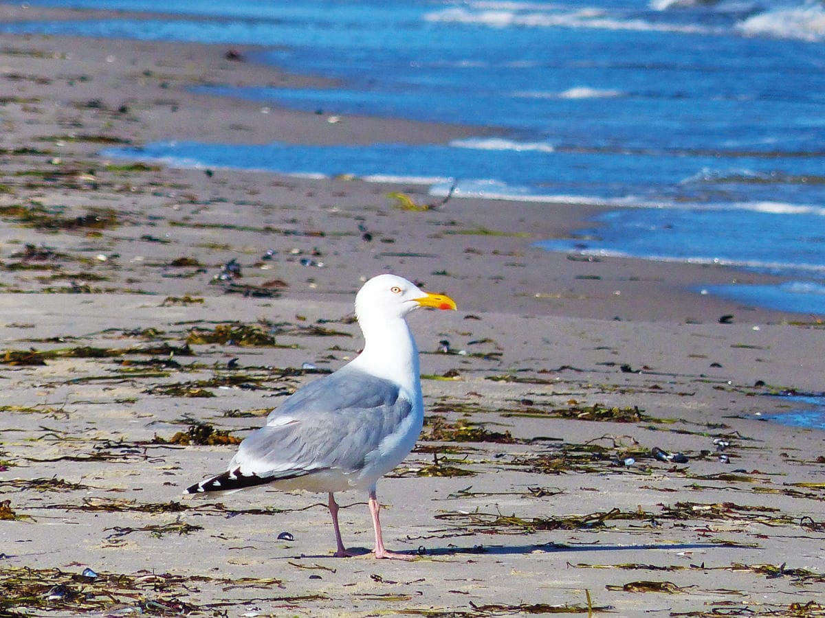 Strand