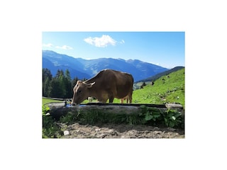 Holiday apartment Mayrhofen Environment 20