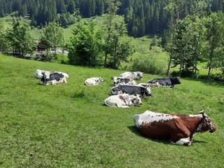 IMG-20250610-WA0003