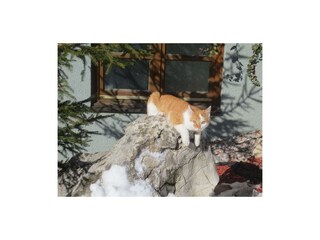 unsere Hauskatze