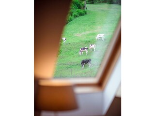 Die Ringdorferin Schwertlilie Galerie Blick Kühe W