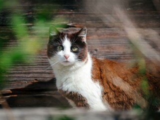 Die Ringdorferin Katze