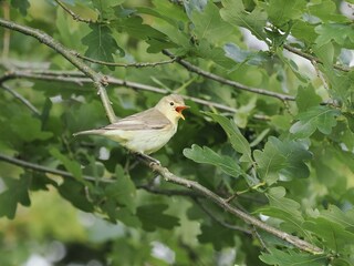 Der Gelbspötter singt in der Hecke