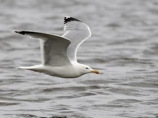 Die Silbermöwe hinter dem Seedeich