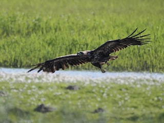 Der Seeadler im Katinger Watt