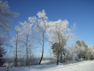 winterlicher Auerhahnweg
