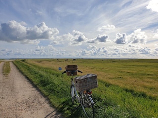 Herrliche Fahrradtouren