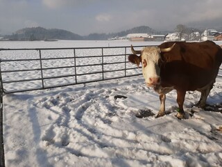 Kuh_Winter_Biohof_Stiedler