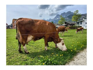 Glückliche_Kühe