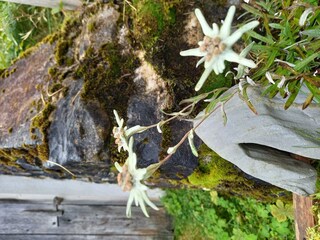 Edelweißblüte
