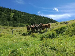 Jungtiere auf der Alm